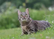 Quiz Les chats que je déteste dans LGDC