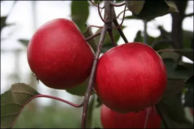 De quelle couleur est la chair de la pomme issue du Calypso, ce cultivar de pommier domestique d'origine suisse ?