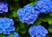 Test Quelle fleur es-tu ?