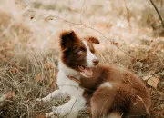 Test Quelle race de chien te correspond le mieux ?