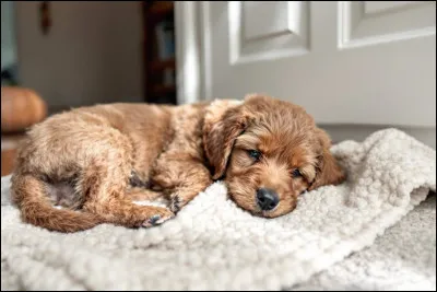 Qu'attends-tu principalement du caract&egrave;re de ton chien ?