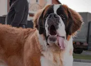 Quiz Le saint-bernard
