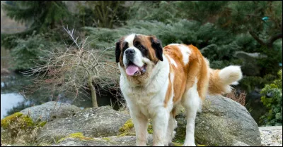 Quel est le caract&egrave;re du saint-bernard ?
