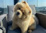 Quiz Les races de chiens les plus surprenantes