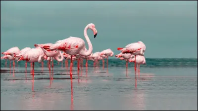 Le flamant rose na&icirc;t naturellement avec un plumage rose vif.