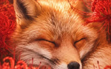 Quiz Renards