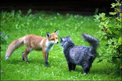 Vrai ou faux ? Le renard est plus proche du chat que du chien.