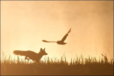 Quel est le nom scientifique du renard roux ?