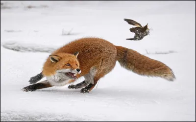 Les renards roux peuvent-ils grimper ?
