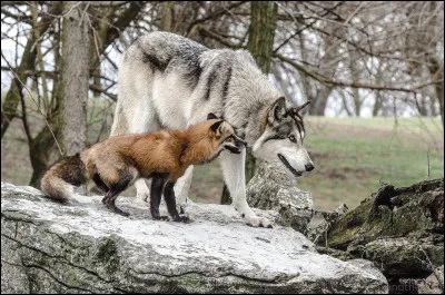 Quelle couleur peut avoir un renard roux ?