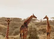 Quiz Les animaux de la savane