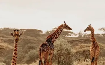 Quiz Savane