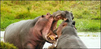 Pour quelle raison l'hippopotame passe-t-il sa journ&eacute;e dans l'eau ?
