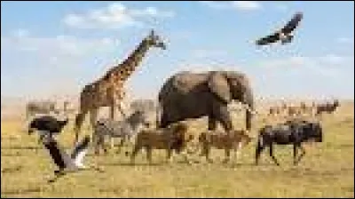 Quel animal est c&eacute;l&egrave;bre pour sa crini&egrave;re ?