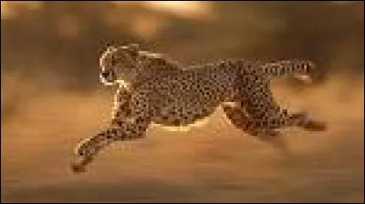 Quel est l'animal terrestre le plus rapide du monde ?