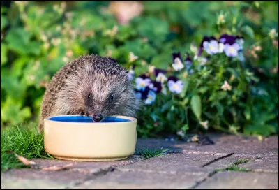 Quel animal peut rester plusieurs mois sans boire directement de l&rsquo;eau, en r&eacute;cup&eacute;rant une grande partie de son hydratation gr&acirc;ce &agrave; son alimentation ?