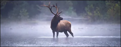 Quel animal est capable de r&eacute;g&eacute;n&eacute;rer certaines parties de son corps, notamment des membres ?