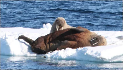 Quel animal peut respirer &agrave; travers sa peau lorsqu&rsquo;il est sous l&rsquo;eau ?