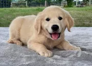 Quiz Des chiots à reconnaître