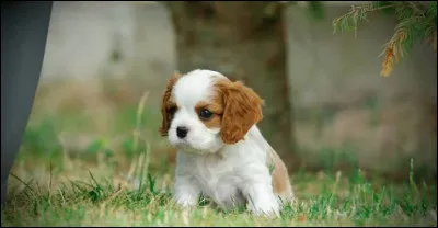 Quelle est la race de ce chiot ?
