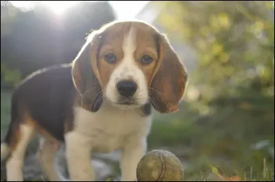 Quelle est la race de ce chiot ?