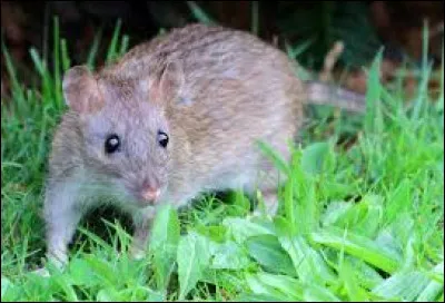 Comment s&rsquo;appelle le rat de Ron ?