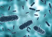 Quiz Sous microscope : le choléra
