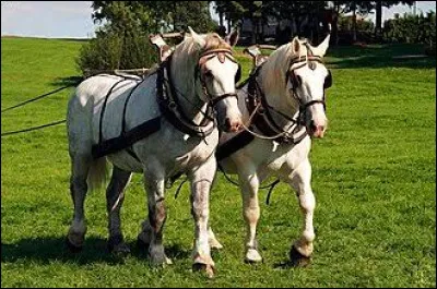R&eacute;put&eacute;e pour ses percherons, cette r&eacute;gion situ&eacute;e &agrave; l'ouest du Bassin Parisien vit aujourd'hui de l'&eacute;levage des bovins.De quelle r&eacute;gion s'agit-il ?