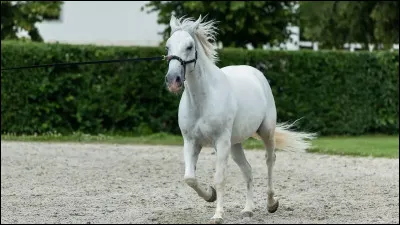 Quel nom d&eacute;signe cette race de chevaux originaire d'Europe centrale ?