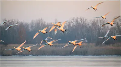 Chez les oiseaux, les chromosomes sexuels sont appel&eacute;s Z et W au lieu de X et Y. Quel sexe poss&egrave;de la paire ZZ, en sachant que la situation n'est pas analogue &agrave; celle des mammif&egrave;res ?