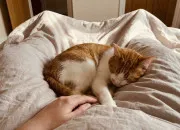 Test Jusqu'où es-tu prêt(e) à aller pour ton chat ? ?