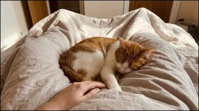 Ton chat dort sur tes jambes et tu dois te lever. Que fais-tu ?