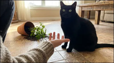 Si ton chat fait tomber une plante...
