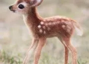 Quiz Les bébés animaux