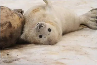 Quel est le nom du b&eacute;b&eacute; phoque ?
