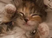Quiz Culture générale autour du chat