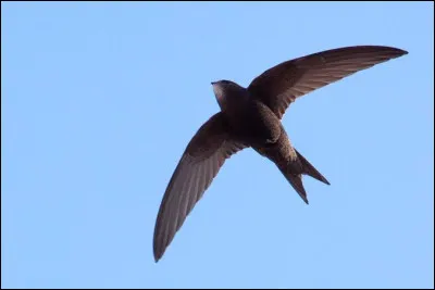 Que fait un oiseau qui vole "&agrave; tire-d'ailes" ?