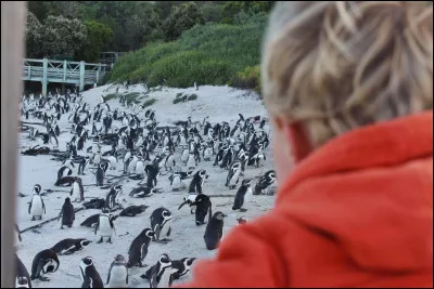 Tous les pingouins vivent en Antarctique :