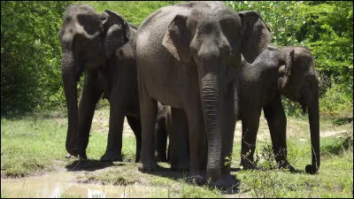 Les &eacute;l&eacute;phants peuvent communiquer entre eux avec des sons tr&egrave;s graves que l'&ecirc;tre humain entend difficilement :