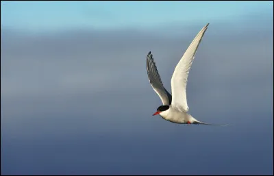 Les oiseaux font des cauchemars :