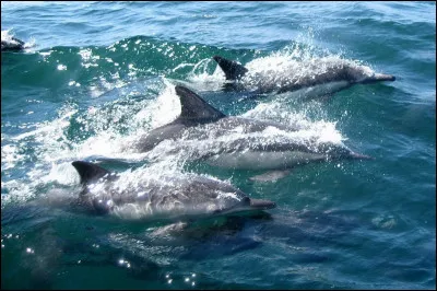 Les dauphins sont capables de reconna&icirc;tre leur propre reflet dans un miroir.