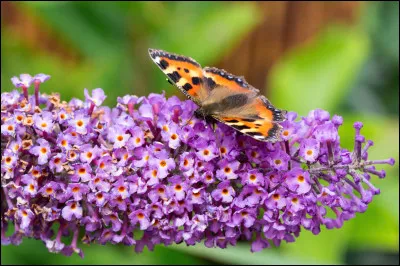 Les papillons go&ucirc;tent avec leurs pattes.