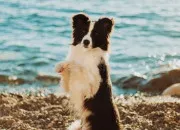 Quiz Le border collie