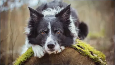 Quelle est l'esp&eacute;rance de vie moyenne d'un border collie ?