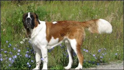 Quel saint-bernard au nom artistique est le h&eacute;ro d&rsquo;une s&eacute;rie de films o&ugrave; le chien entre dans la vie de la famille Newton ?