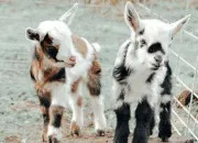Quiz Quiz Animaux : Vrai ou faux ?