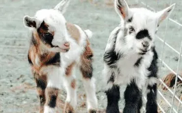 Quiz Animaux