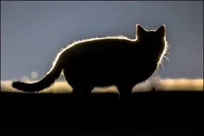 Qui, parmi ces chats, ne fait pas partie de sa famille ?