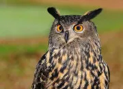 Quiz Culture générale autour du HIBOU