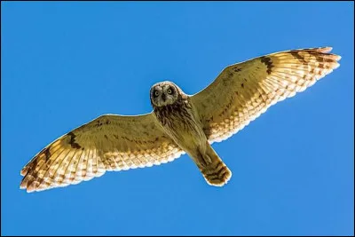 Dans quel pays la rivi&egrave;re Hibou s'&eacute;coule-t-elle ?